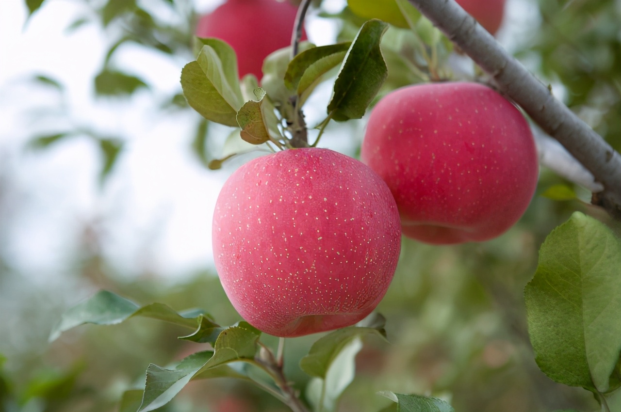 苹果大小年是怎么回事？如何改善？花芽分化是关键