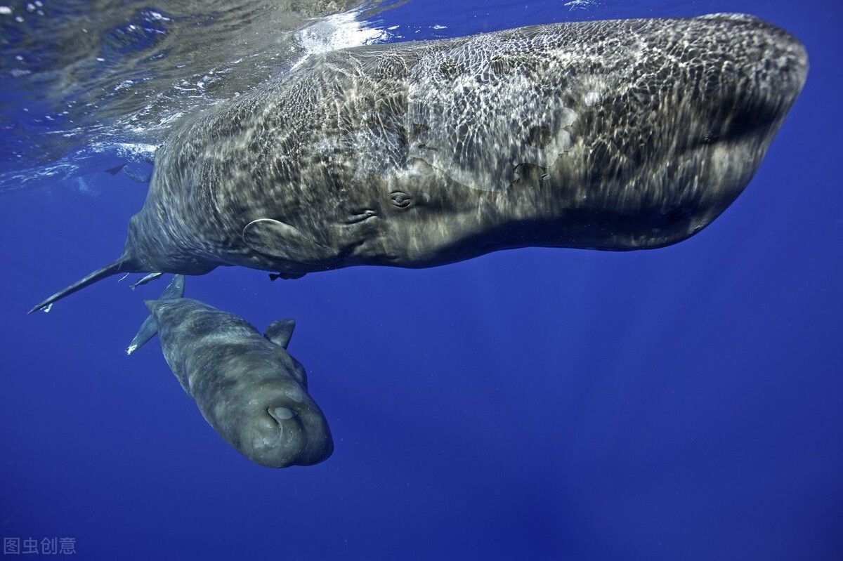 世界上最大的幾種鯨魚，第一肯定是藍鯨了，第二呢？ - 頭條匯