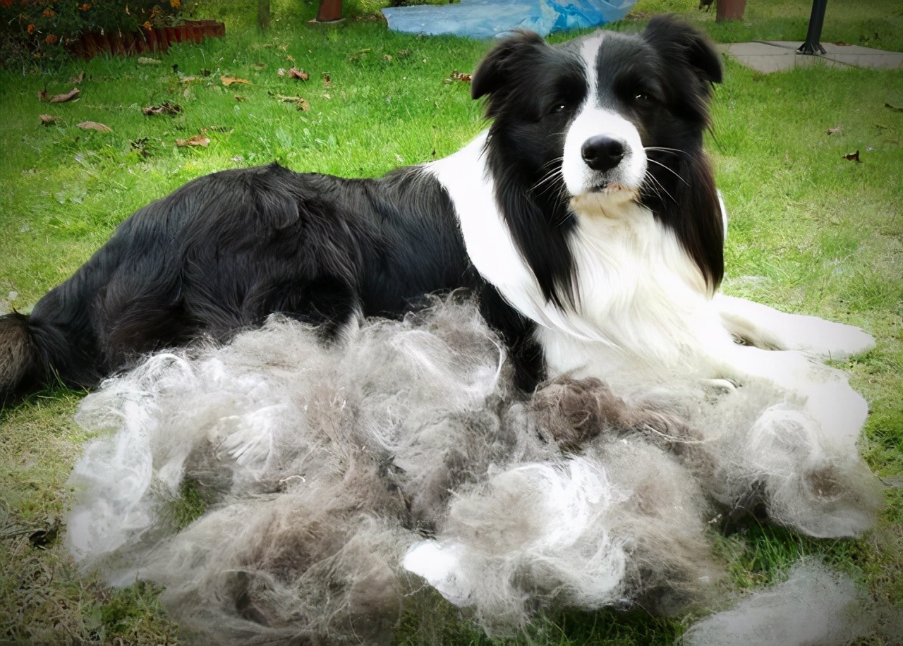 邊境牧羊犬掉毛很嚴重怎麼辦 養狗知識百科 Mdeditor