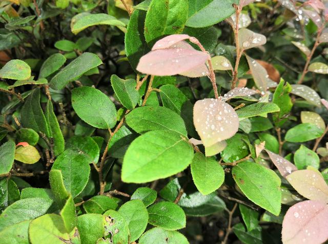 天上掉馅饼，我被砸中了