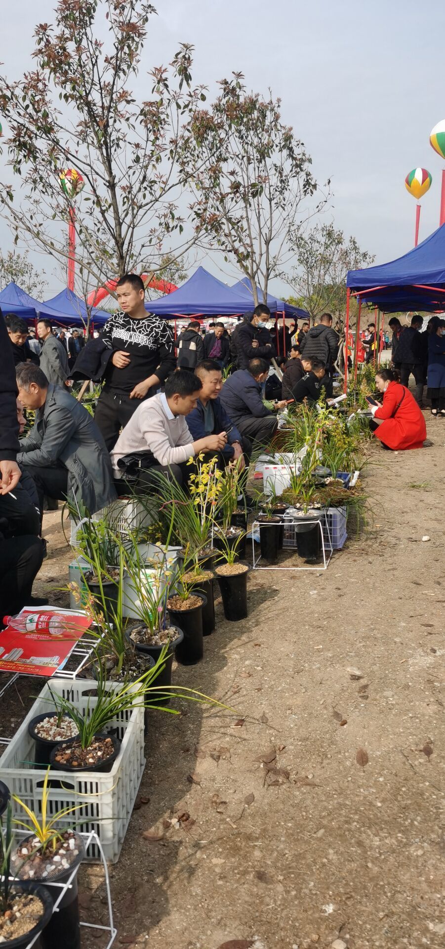 全国兰花爱好者齐聚随县“赏兰”