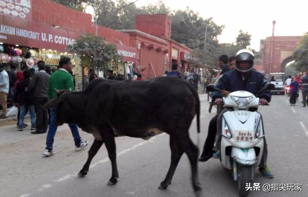 印度人既不吃猪肉，也不吃牛肉，看清他们桌上