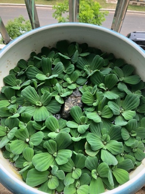 小龙虾植物性饲料水草的种类及栽培技术