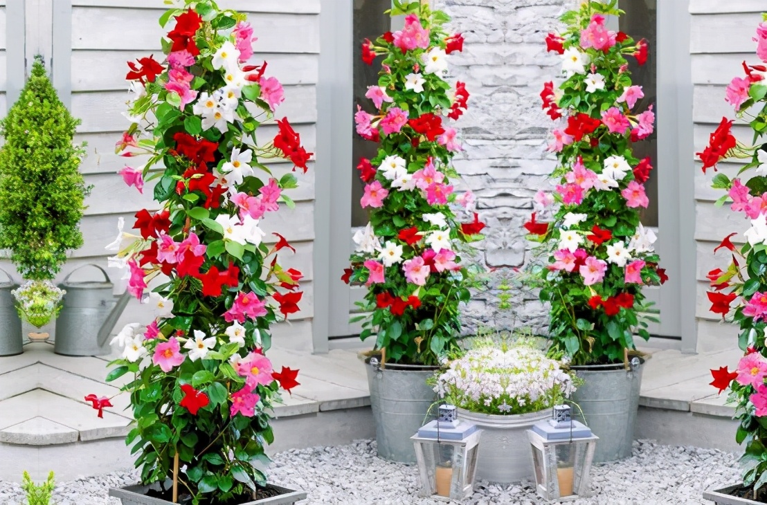 此花真神奇 1对叶6朵花 室内室外都能栽 一棵开成 小花海 Mp头条