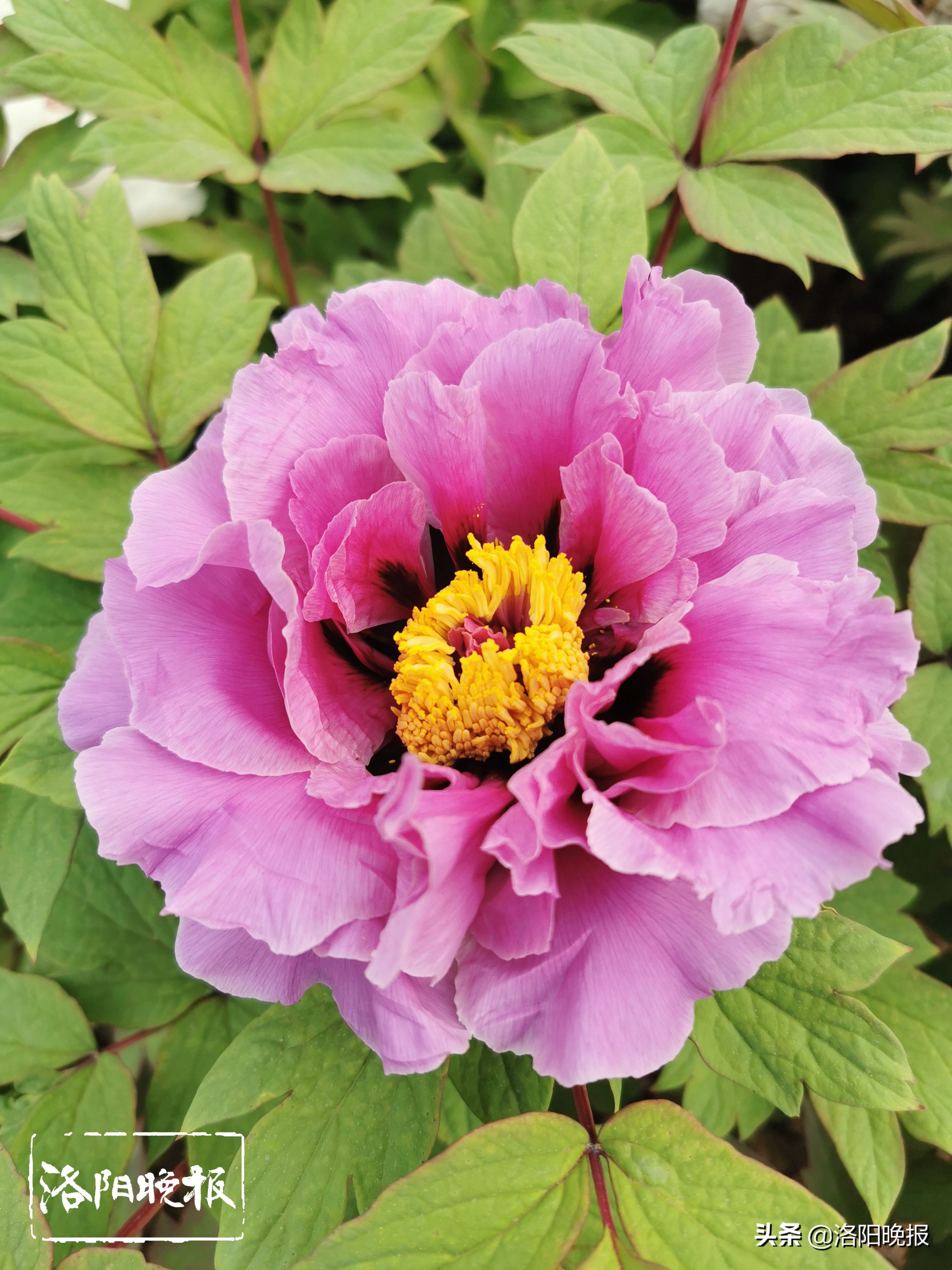 4月14日洛阳牡丹花情预报-河洛旅游网