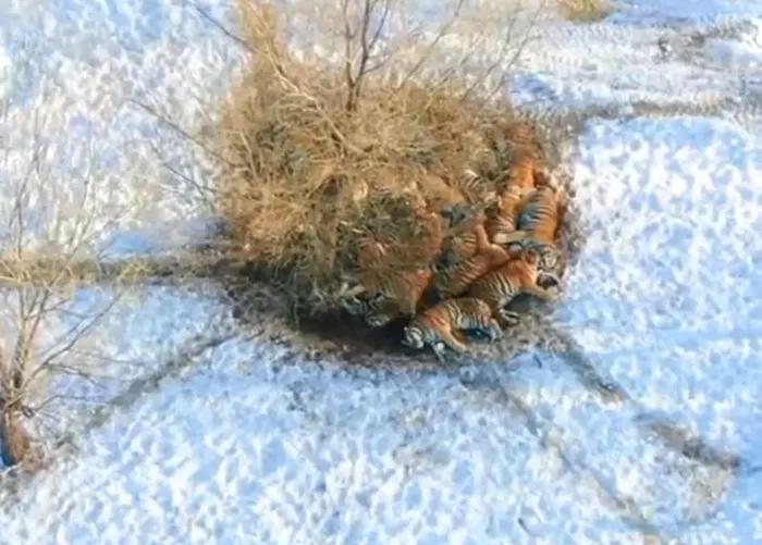 人多力量大，不止適用於人類