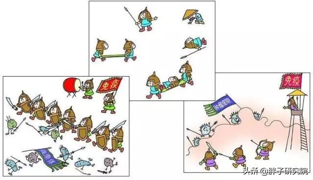 双歧杆菌的十大神奇功能