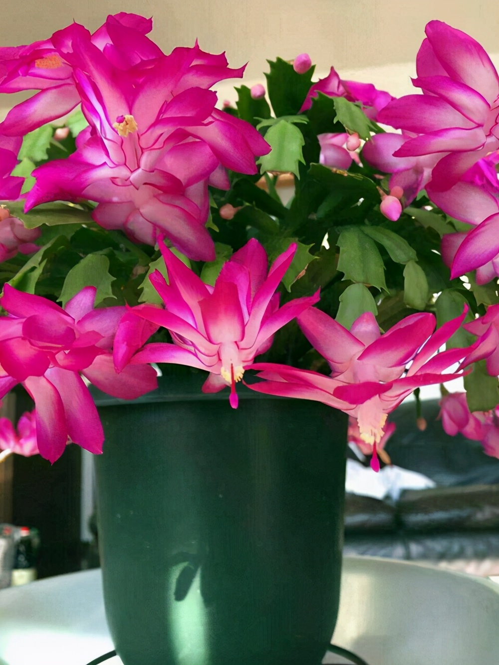 Grafting crab claw orchid, 4 ways to "play" grafting, bloom thousands