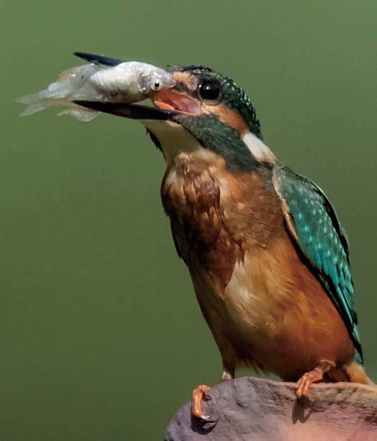 翠鳥捕魚，舌尖上的美食