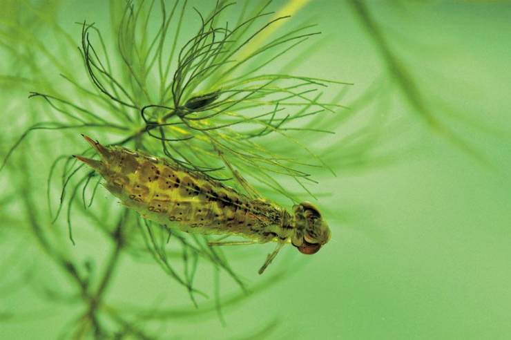 水产虫害蜻蜓幼虫水虿对鱼虾幼苗的危害