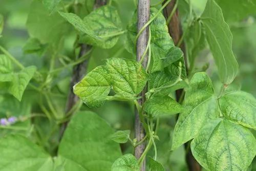 蔬菜生产常见问题及解决办法手册，看到就是赚