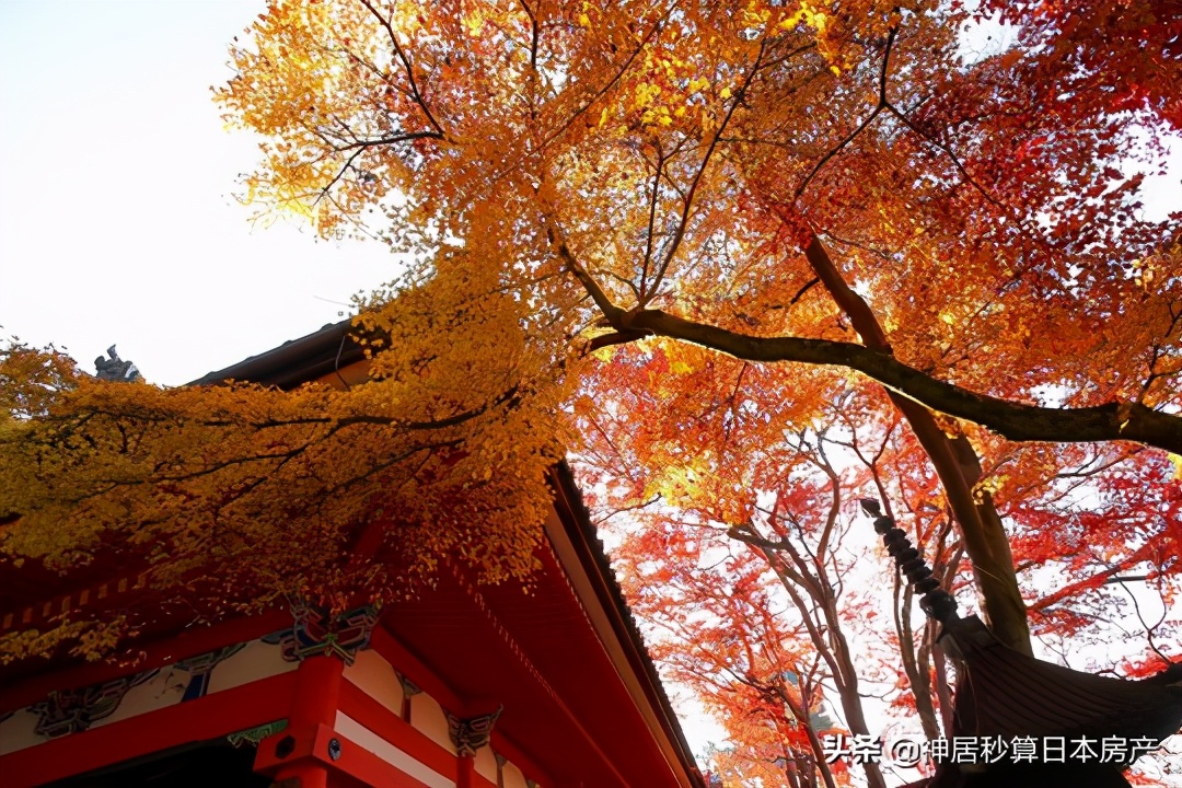 最令人期待的日本之秋，莫过于这一抹红