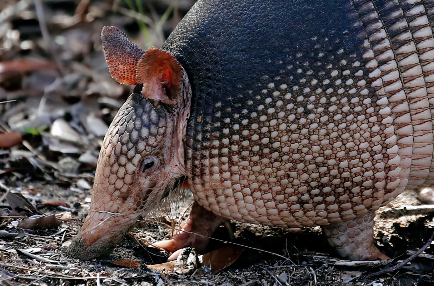How hard is the armadillo shell that has lived for nearly 60 million