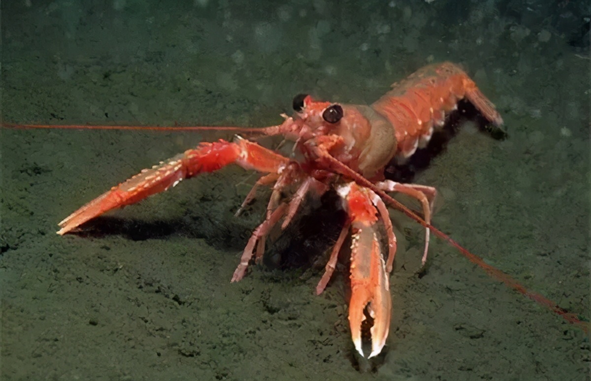 挪威螯龙虾(norway lobster)新西兰龙虾墨西哥红龙(mexico red