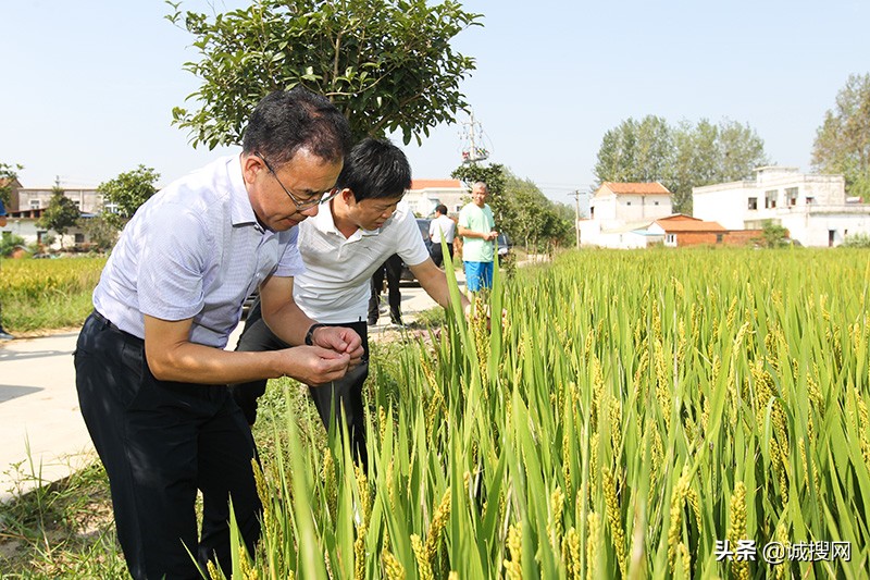 诚搜网关注农民水稻欠收 河南潢川县政府召开水稻工作会助农增收