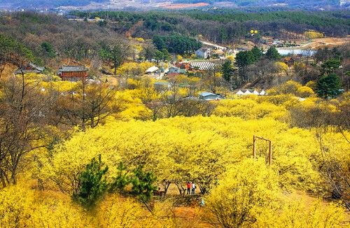 韩国春季赏花胜地,好多人旅行都会去的地方