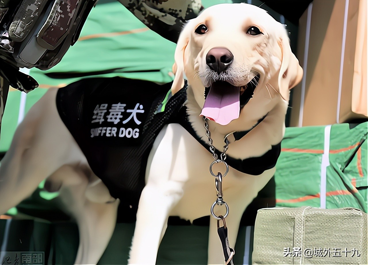 9歲軍犬退役時眉毛鬍鬚已變白 狗狗的一年相當於人類幾年 城外五十九 Mdeditor