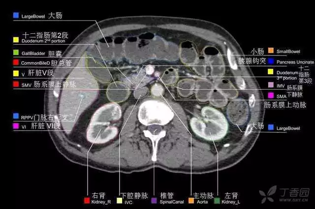 掌握这篇解剖，晋级腹部CT影像诊断高手（精细版）