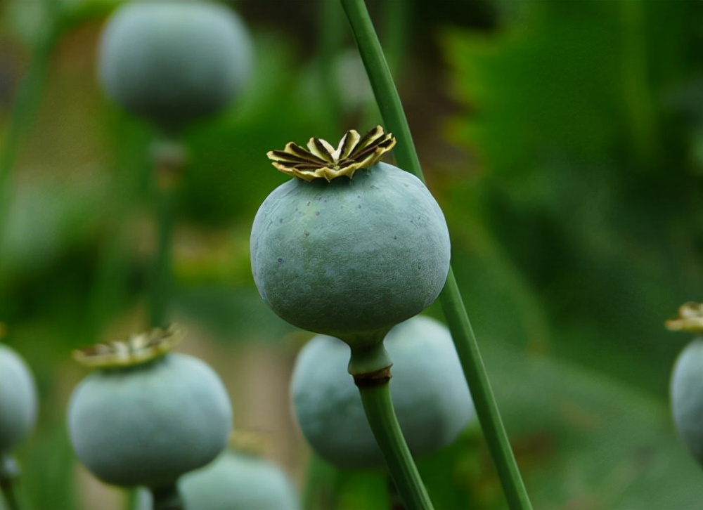 What exactly is opium? - iNEWS