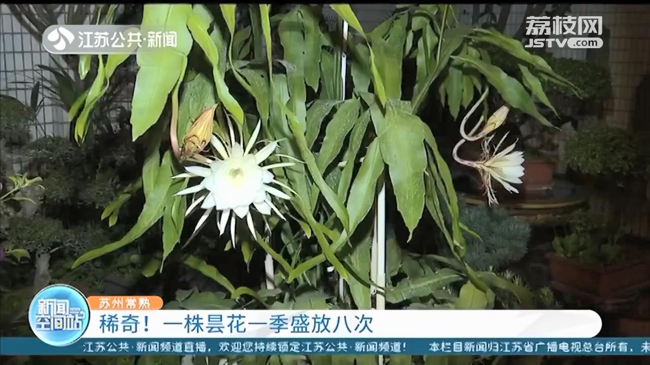 昙花不止一现 常熟阿姨家的昙花一季盛放了八次