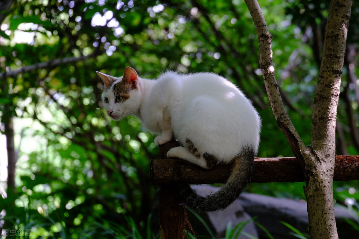 How do cats have tear marks and can they be cured? iNEWS