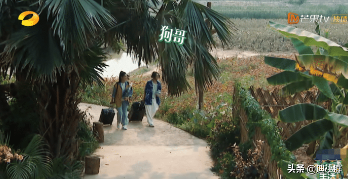 《向往4》迎待遇最好嘉宾，何炅开车亲自迎接，只因彭昱畅面子？