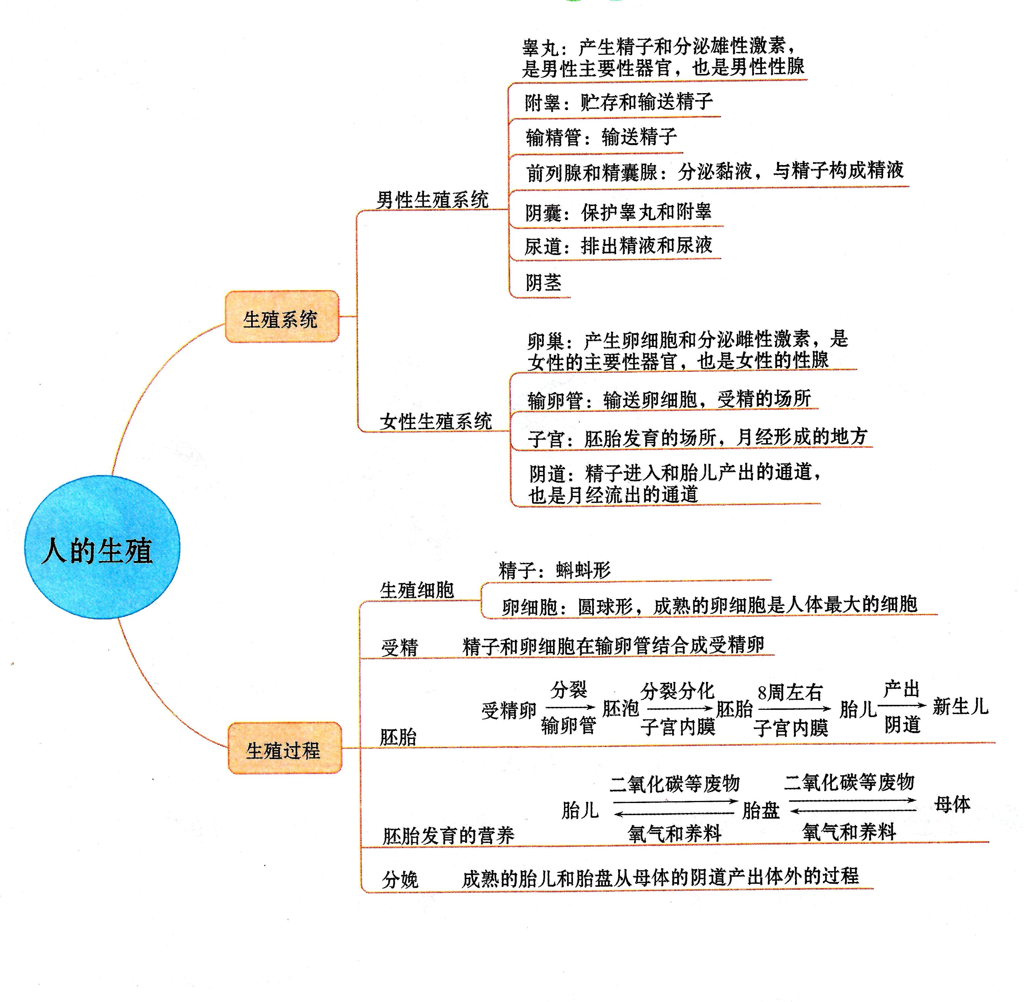 人的生殖(受精,胚胎髮育過程)微課及思維導圖