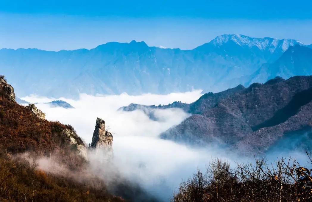 林草科普|中国生物多样性保护 - 重庆林业篇