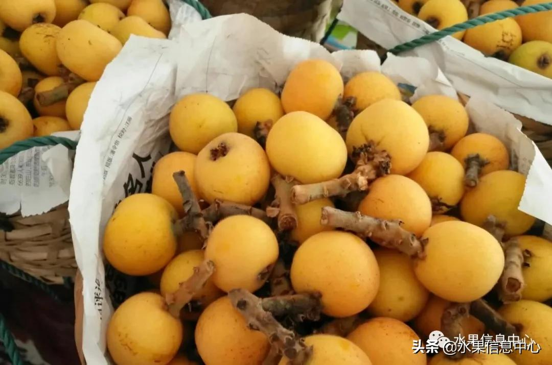 中國(guó)到底哪里的枇杷最好吃?