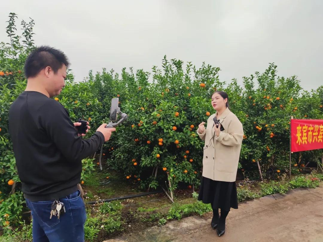 ������ɫ�ָ̣�����������԰��ֱ������������