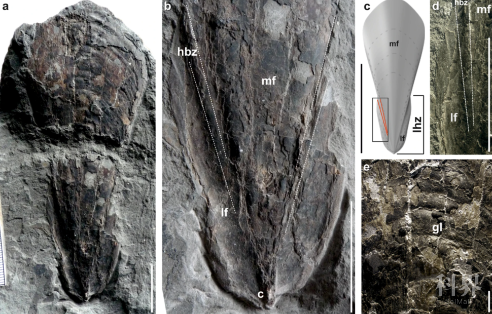 失而复得的化石揭示吸血鱿鱼的“超能力”来源
