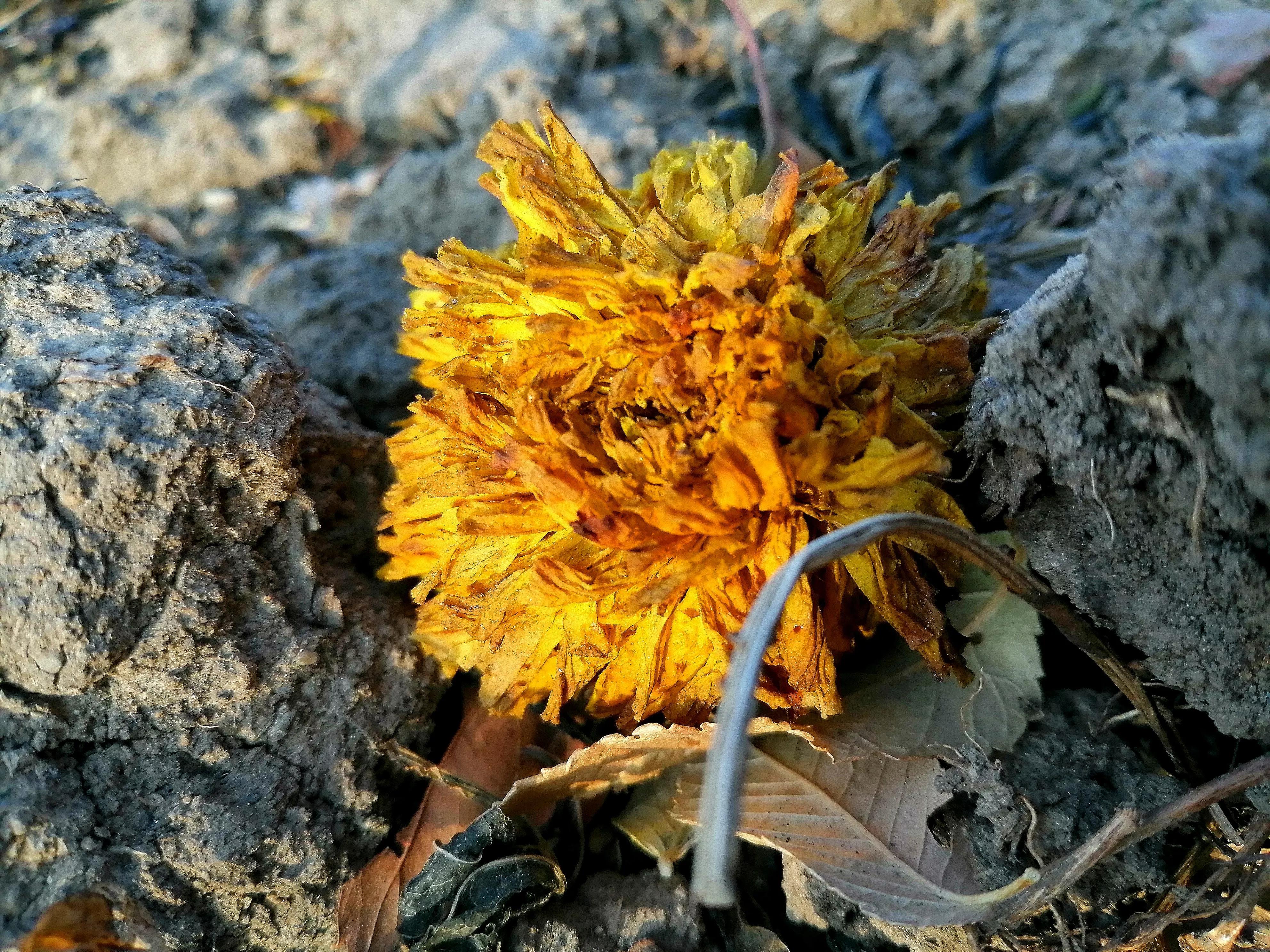 初冬 那一地落花 Mp头条