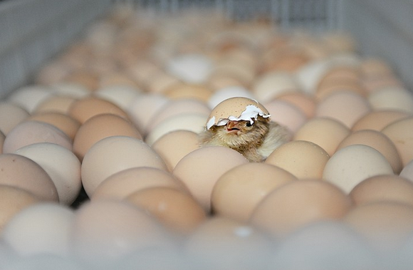 鸡为什么365天都在下蛋？而且未受精，人类利用了鸡的bug