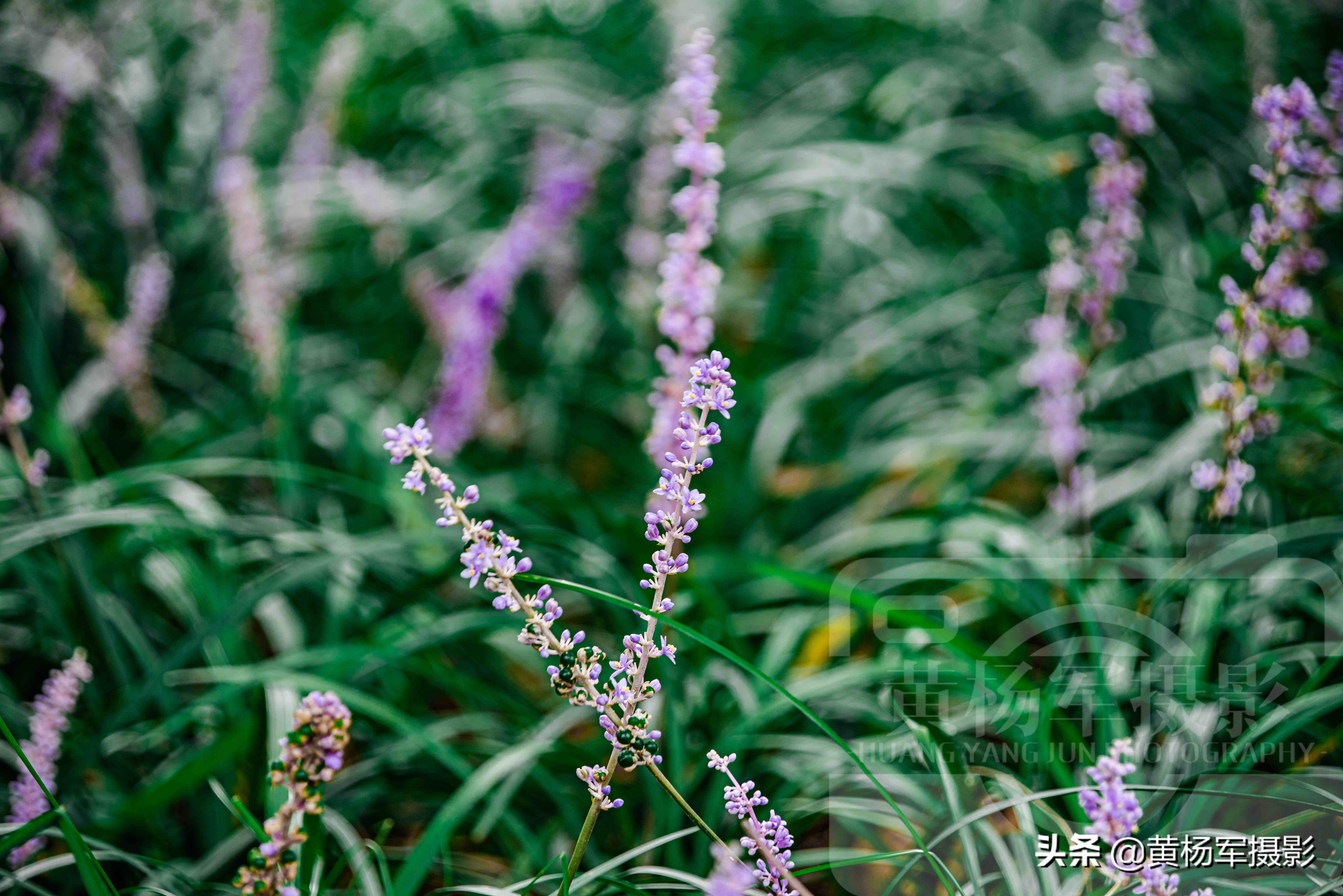 八月阔叶山麦冬花开的美 小巧别致的花朵格外好看 紫色花很淡雅 资讯咖