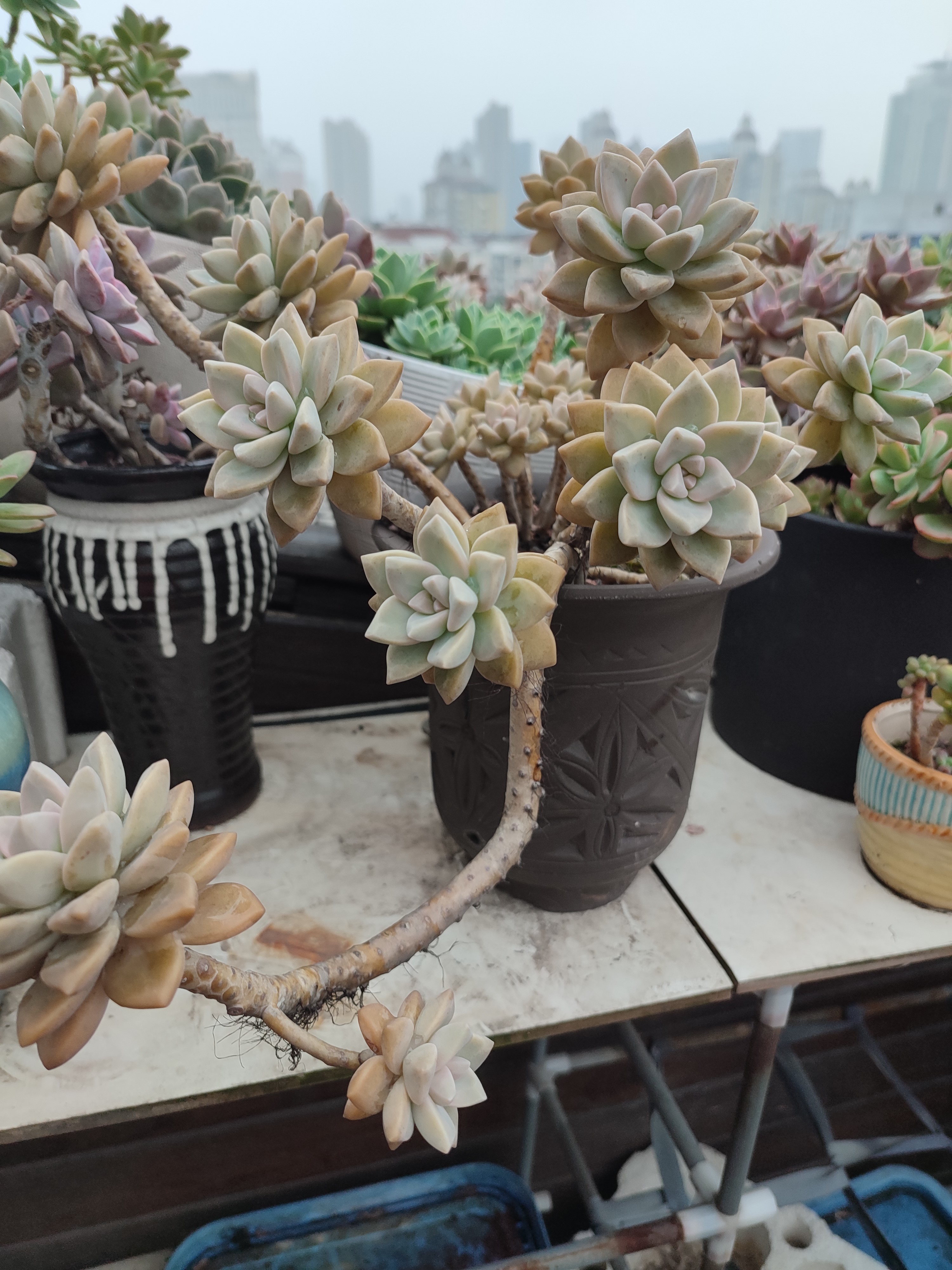 皮實好養的肉肉之淡雪 人間錦繡在杭州 Mdeditor