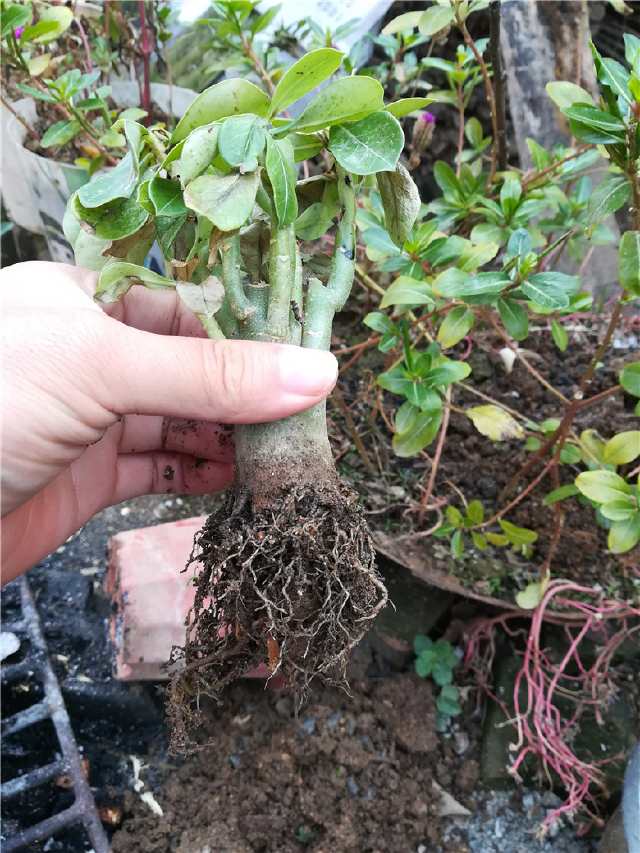 The desert rose with rotten roots, with a deep cut, 
