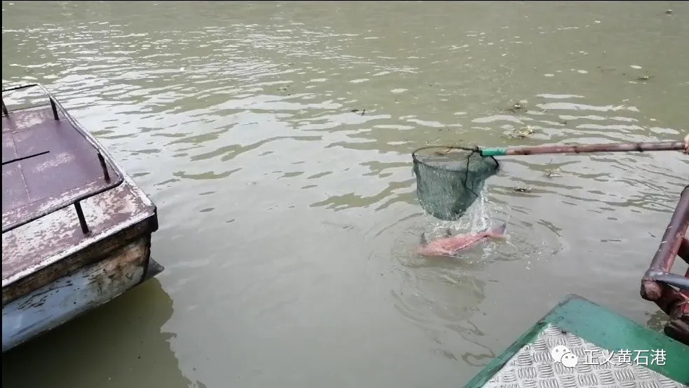 公益诉讼 | 维护长江生态多样性，联合办案再显