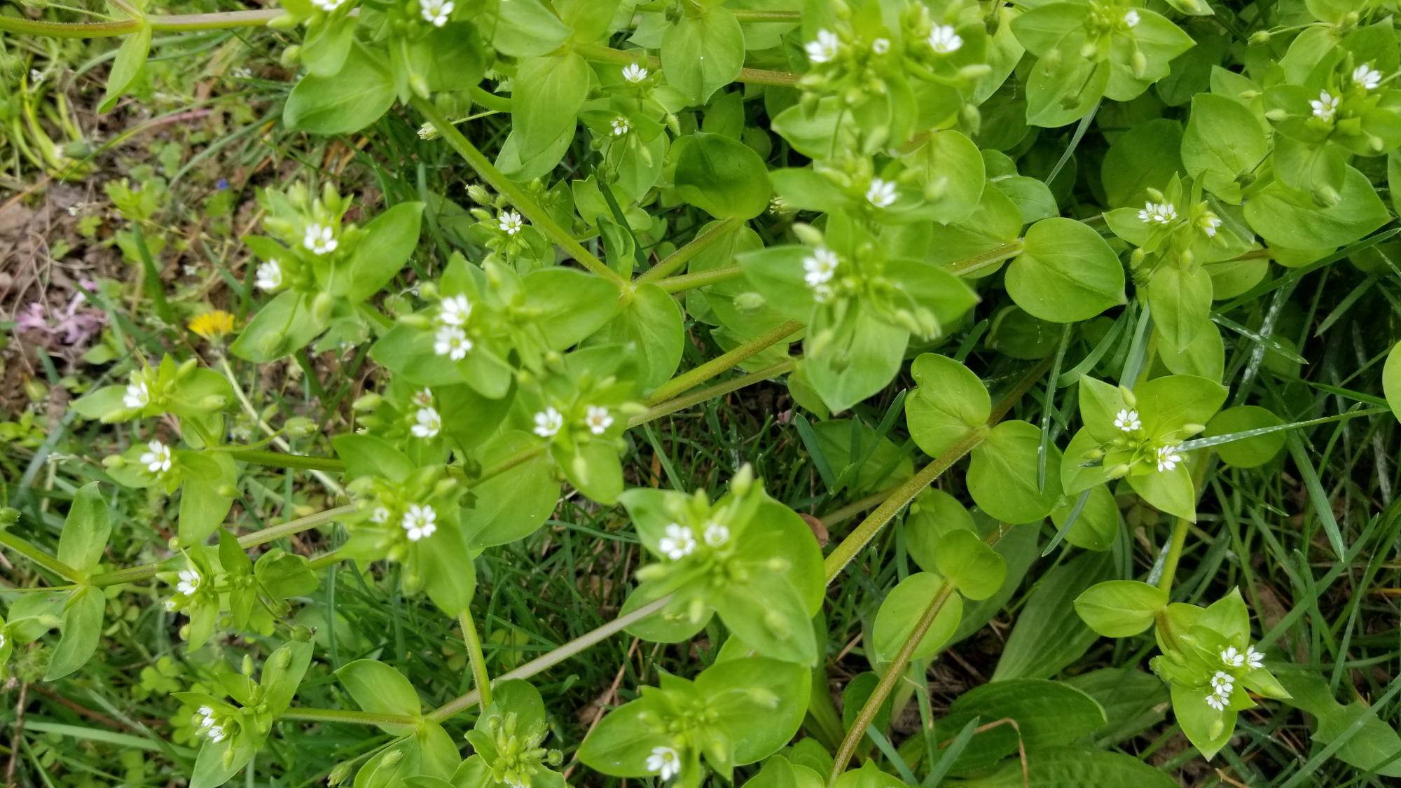 鵝腸菜和繁縷不是同一種植物 資訊咖