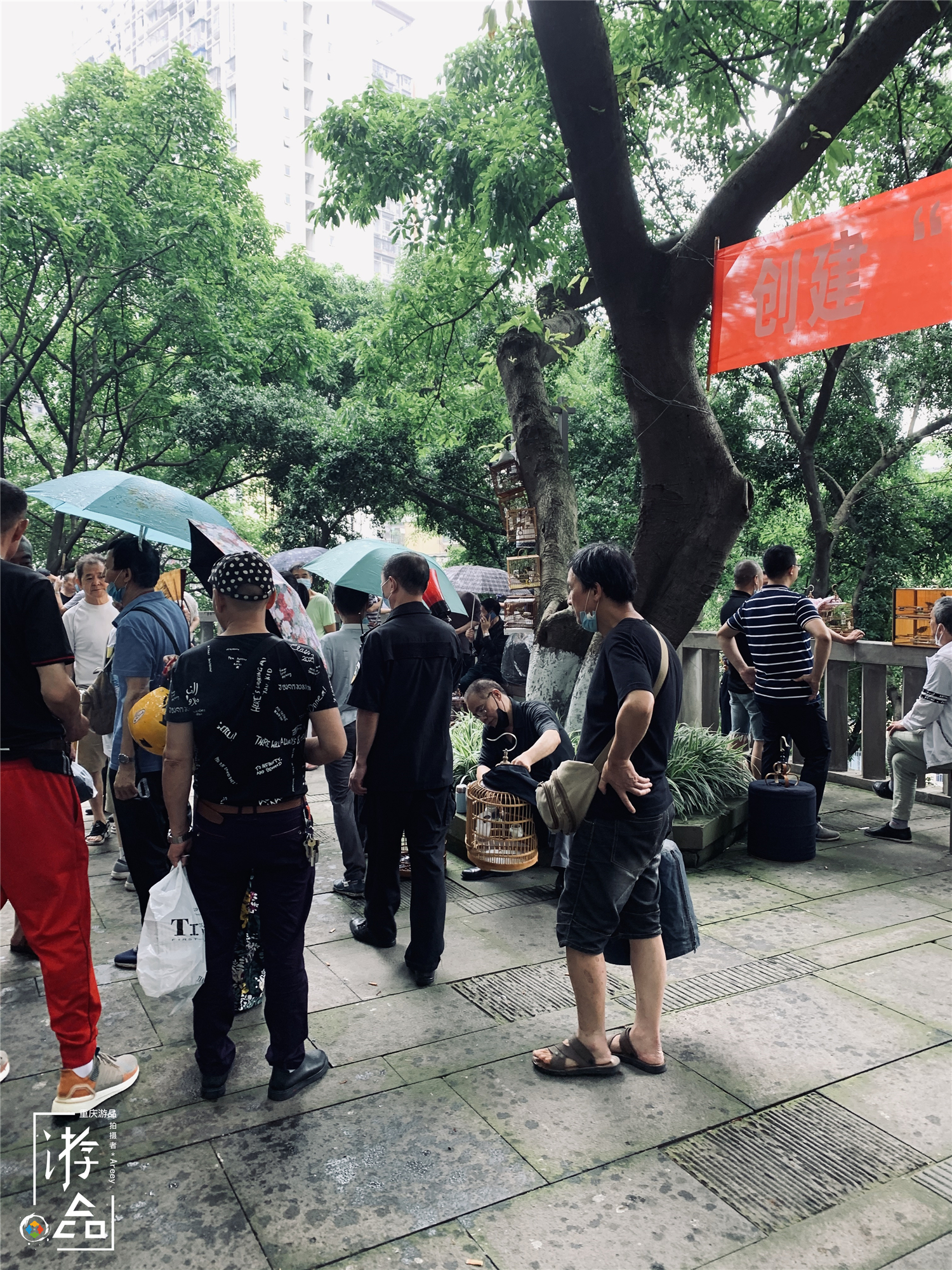 重庆最特别的花鸟集市，距离解放碑不到500米，每周仅开放一天