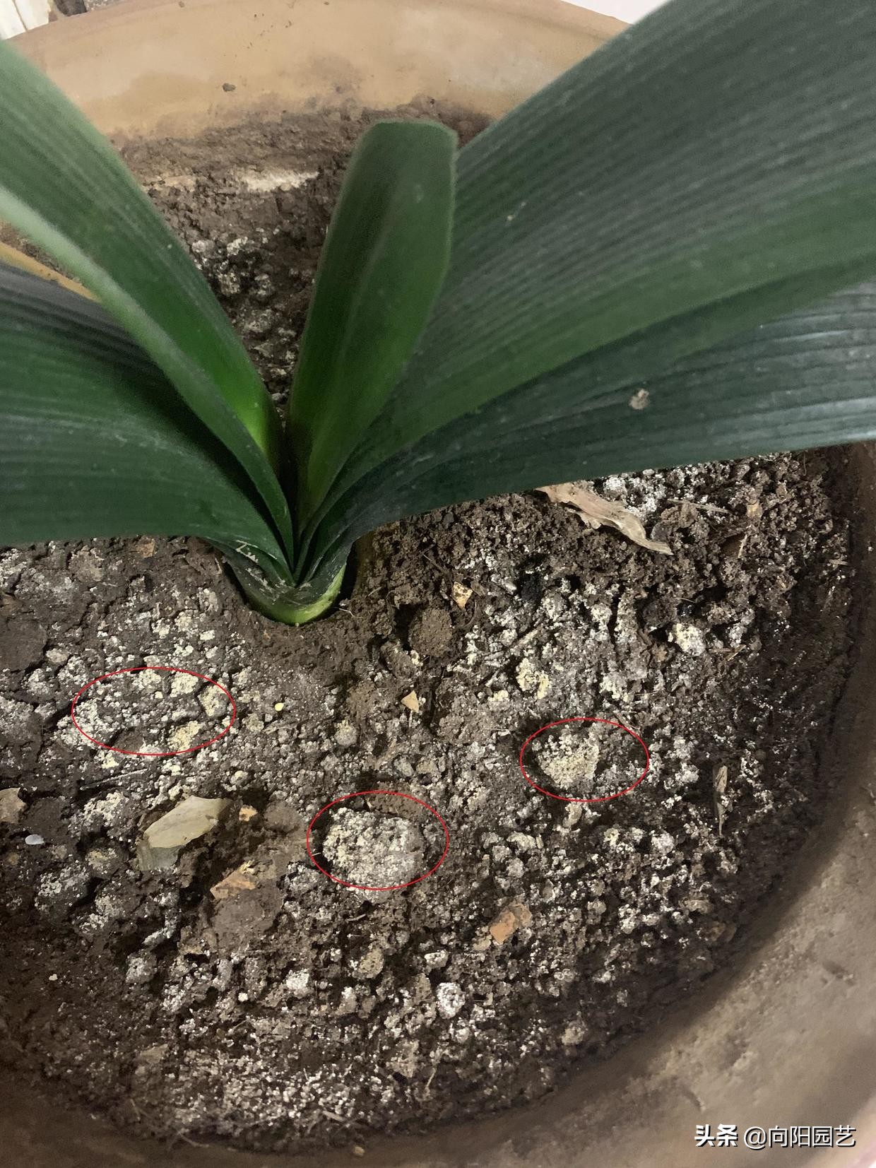 How to acidify the soil? Water the flowers with vinegar and water