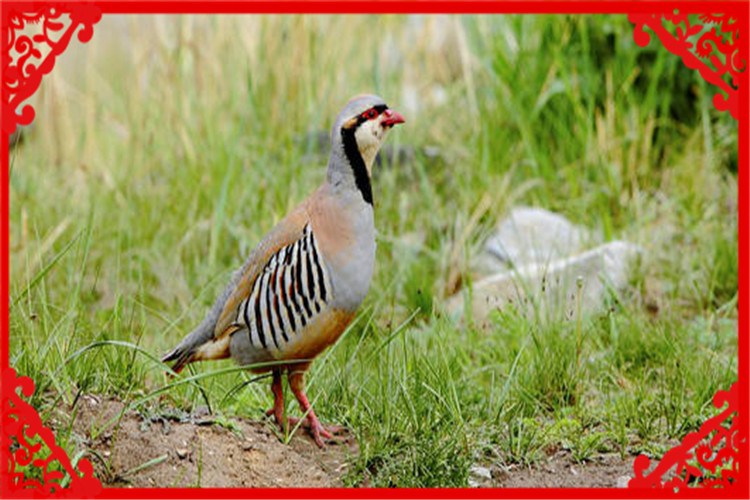 目前在农村，养殖什么风险小、回本快？这几种