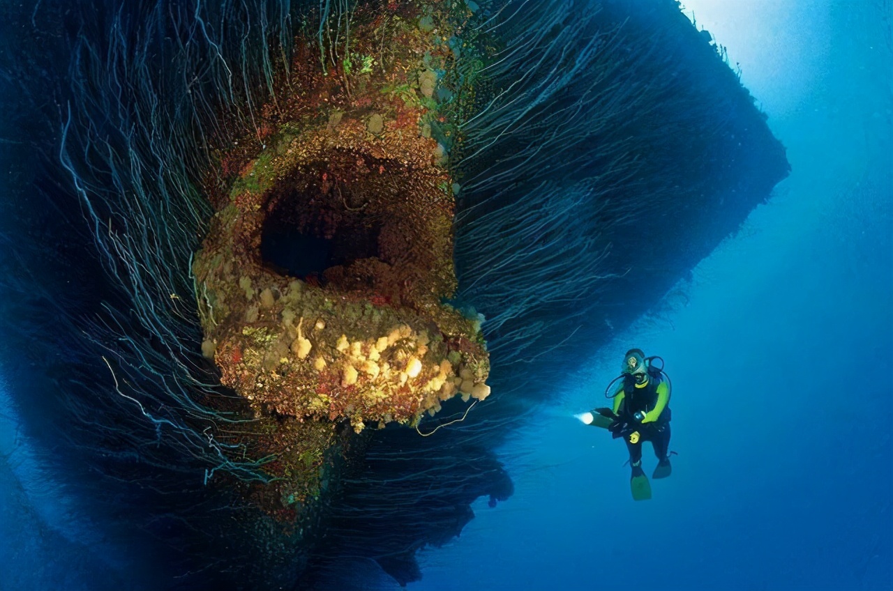 深海恐惧症恶心图片