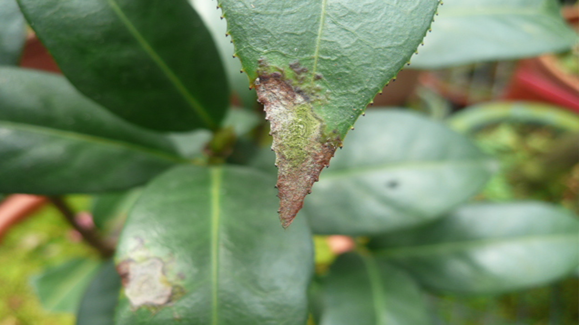 Camellia often wilt and die in summer, which may be caused by this