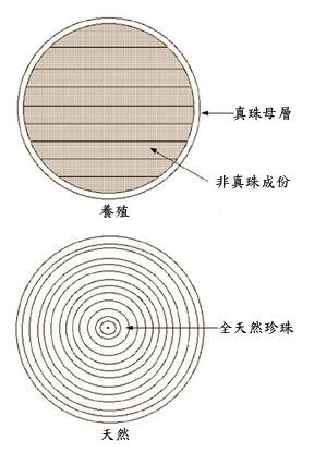 五大方面，教你分辨海水珍珠与淡水珍珠