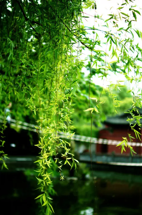 「诗词鉴赏」在古诗词里，聆听夏天的风，聆听自己的心声-第20张图片-非凡网