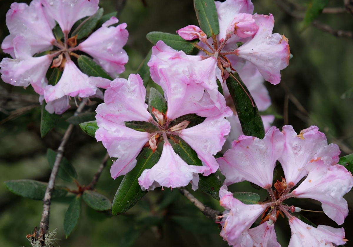 世界野生动植物日，来看看地球上仅剩一只（株）的动植物