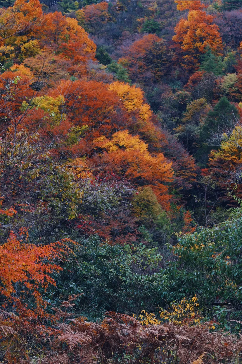 There is a heartbeat called the autumn of the Qinba Mountains!  Red leaves in clear autumn, encounter romantic scenery