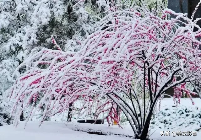 关于梅的诗句大全 梅雪争春未肯降，骚人阁笔费评章图片