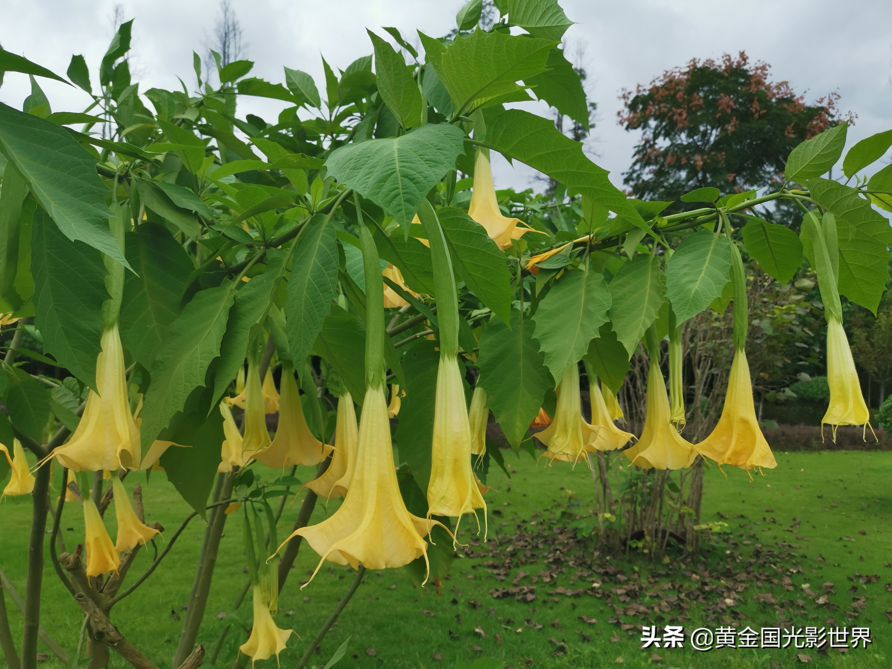 美丽的曼陀罗花是佛系之花,虽然有很多文化和寓意,但却非常狠毒
