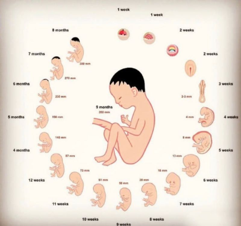  孕期这三阶段是胎儿猛涨期，抓住机会轻松吃，不长肉